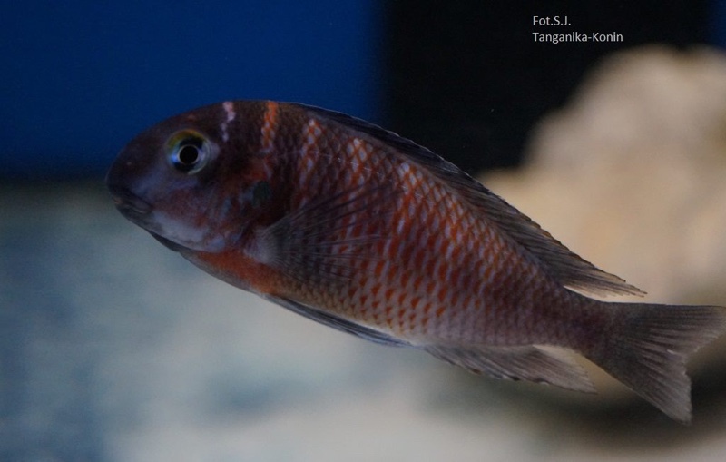 Tropheus 'Red Belly'